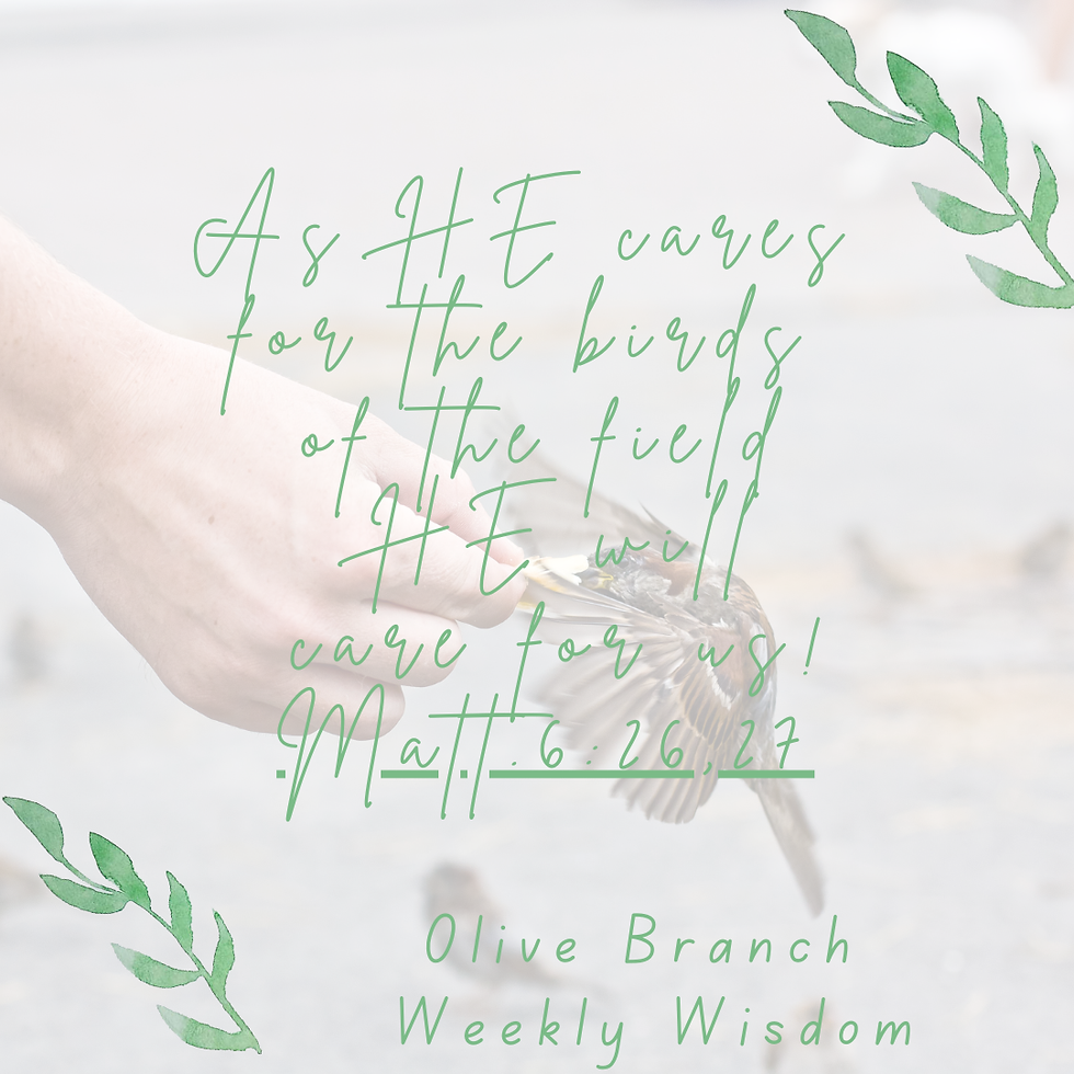 OLIVE BRANCH            Wisdom from the WORD