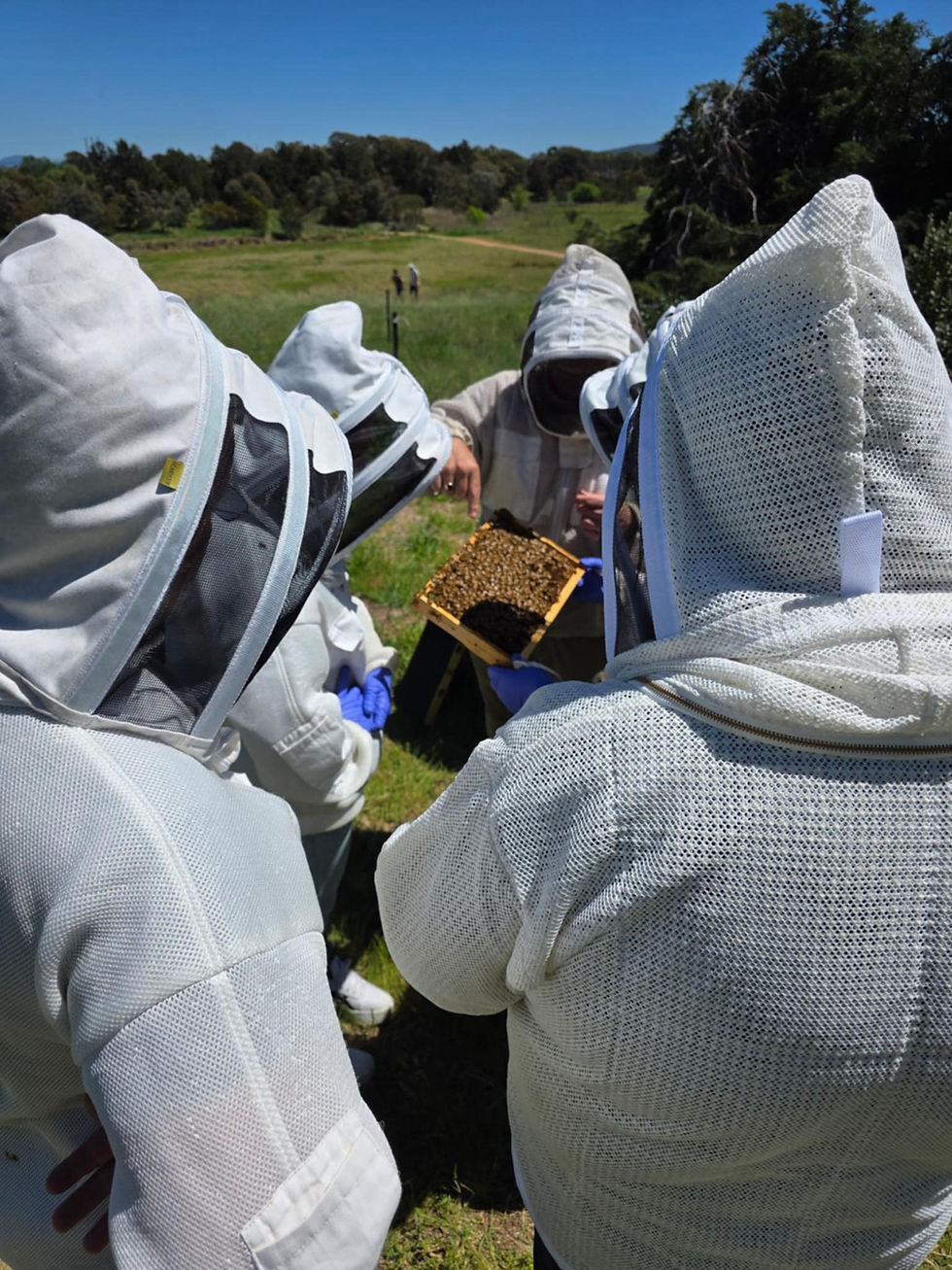 Beekeeping for Beginners October 10th and 17th 2026