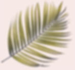 Palm Tree Leaf_edited.jpg