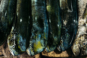 the-market-for-marine-fish-street-market-sale-of-2025-01-08-06-16-03-utc.jpg