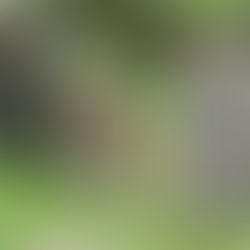 Дослідження текстів на єврейських надгробках