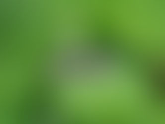 Spongy Moths and Their Impacts in Michigan