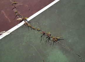 Tennis court 2.jpg
