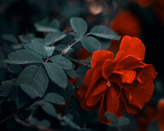 pexels-arts-1187080_edited.jpg