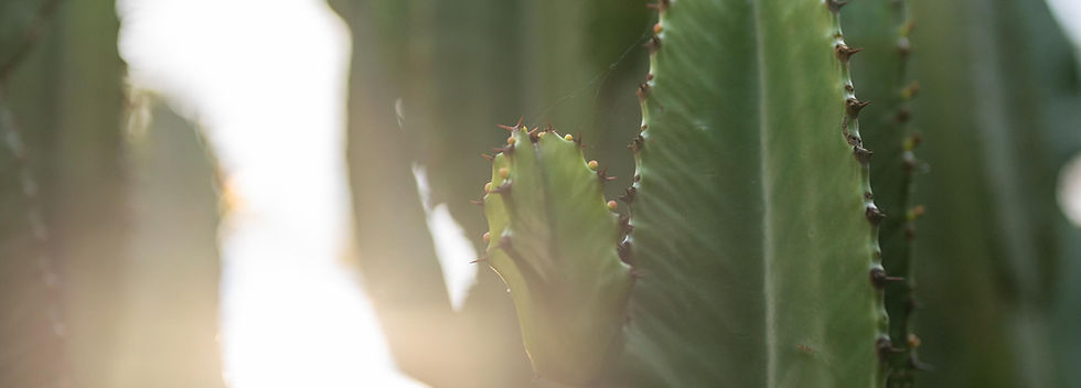 lasa cactus.jpeg