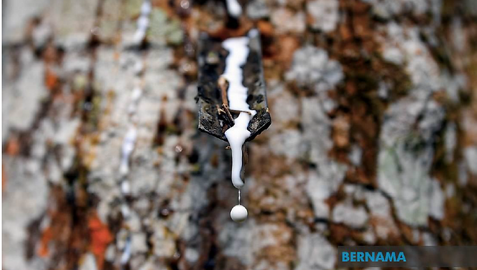Rubber Market Ends Lower On RegionalWeakness, Stronger Ringgit