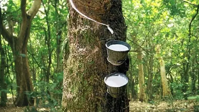 Japanese rubber futures rise on weaker yen, upbeat Nikkei