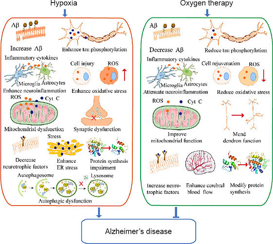 Hypoxia and HBOT in Alzheimer's