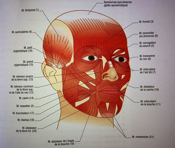 Anatomie des muscles de la tête courscap Anatomie des muscles de la tête courscap
