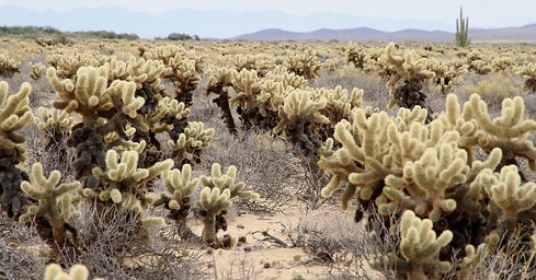 CHOYA OSO DE PELUCHE (Cylindropuntia bigelovii).JPG