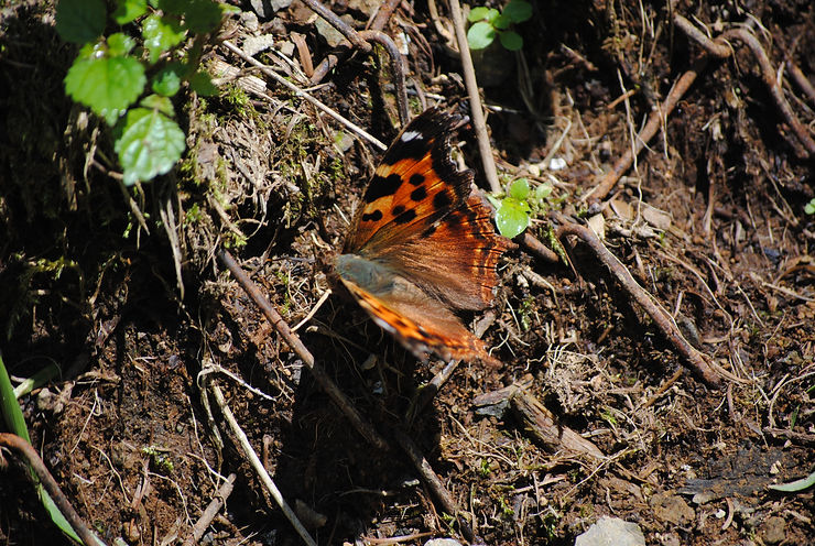DSC_0128.JPG
