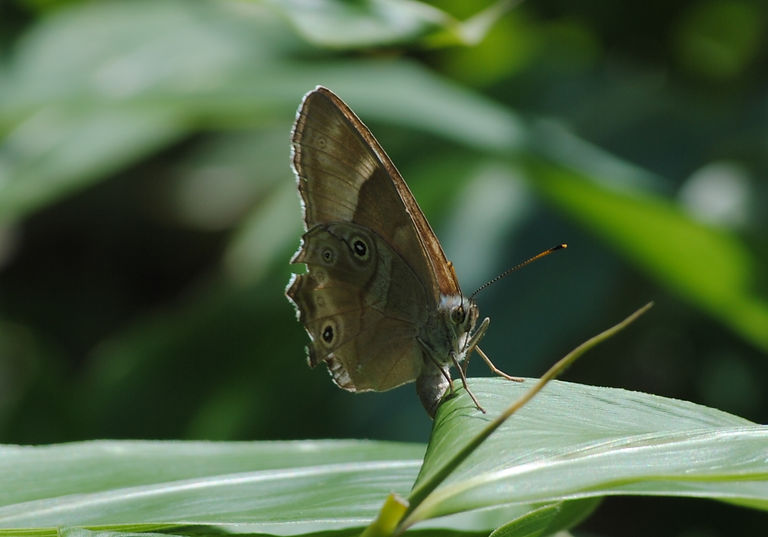 DSC_0052.JPG