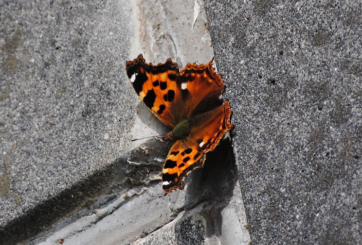 DSC_0753.JPG