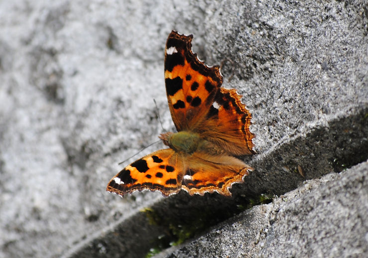 DSC_0318.JPG
