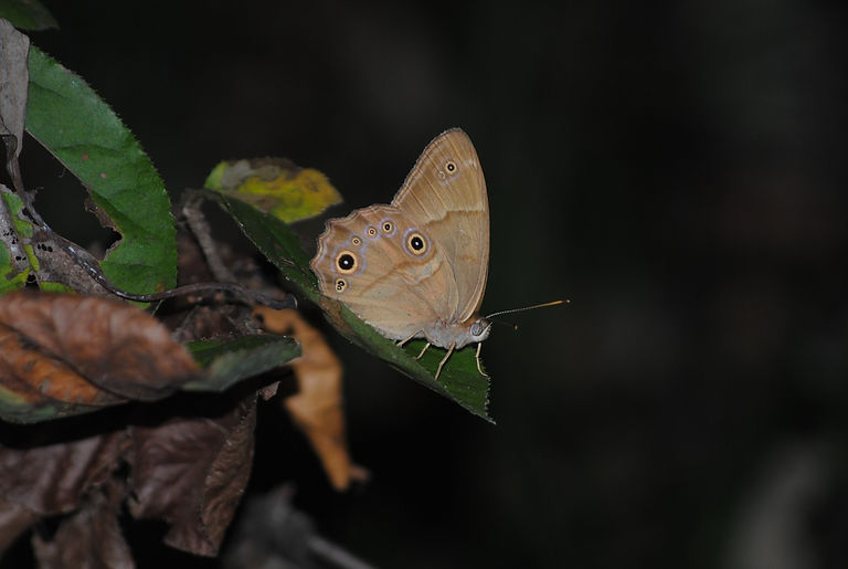 DSC_0800.JPG