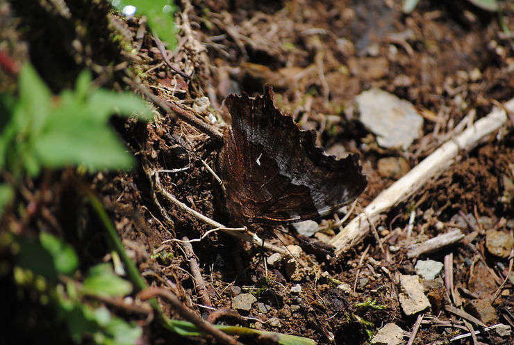 DSC_0130.JPG