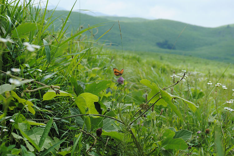 20130629オオウラギンヒョウモン1山口県秋吉台.JPG