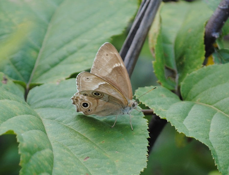 DSC_0056.JPG