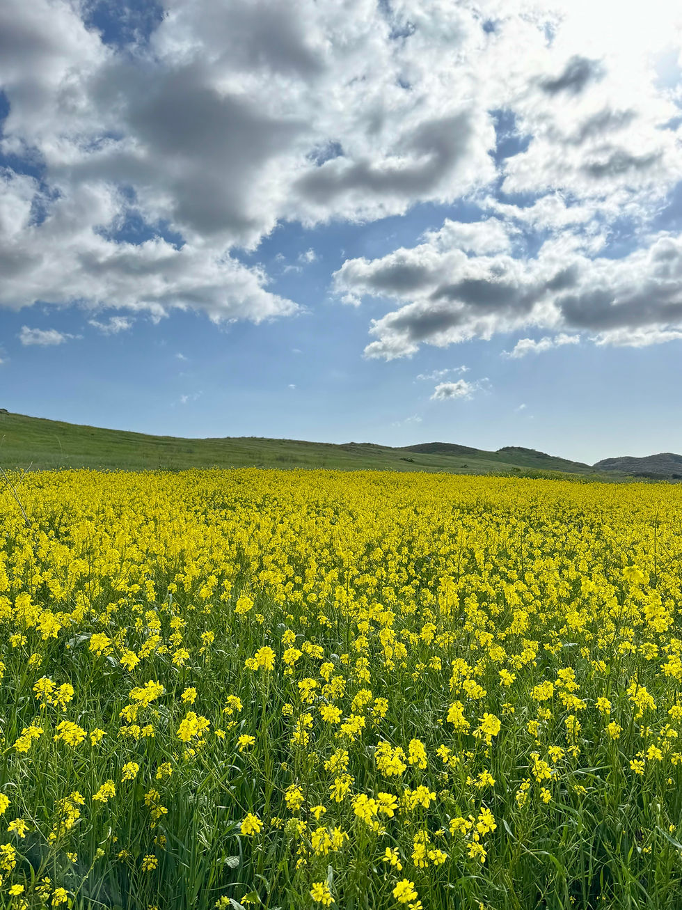 The flower fields near my house this past Spring. God's glory on full display!