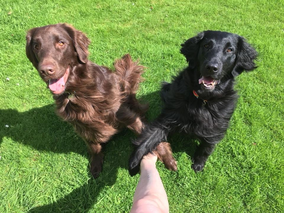 Corrie & Isla - Corryisle Dog Training