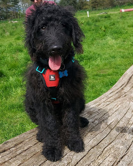 Black Double Doodle dog sitting on a log