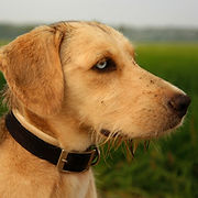 Corryisle Dog Training Fife 1-2-1 Consultations