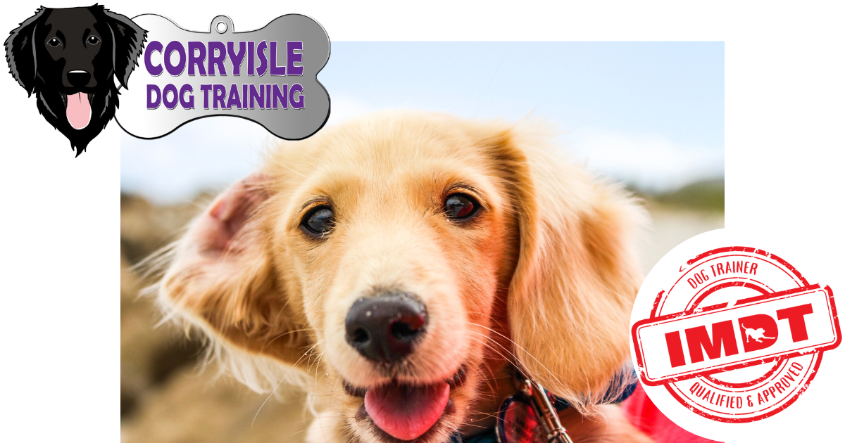 Course Paws BRIGHT PAWS COURSE | Fife | Corryisle Dog Training