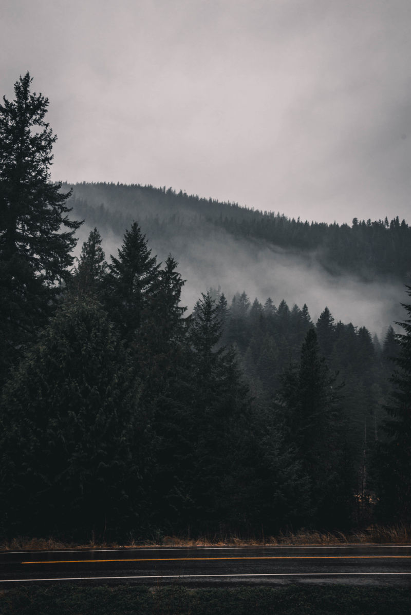 Misty and dark pine trees along a rainy highway