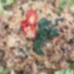 Cereal Oat ‘Butter’ ‘Abalone’