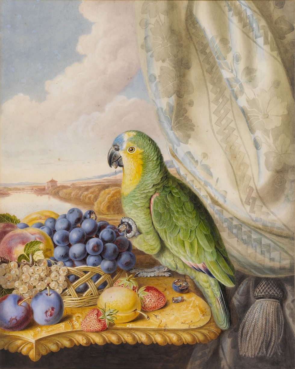 3A Parrot Eating from a Bowl of Grapes, Plums, Peaches and Strawberries with a river landscape beyond, s.d. watercolour heightened with bodycolor and gum arabic 56 x 44.5 cm. (22 x 17.5 in.)