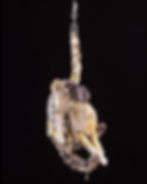 - Patricia Belli, "El Circo" (detail), 2000. Rag dolls, ropes, strings, metal pulleys, and hooks, dimensions variable. Courtesy of the artist. © Patricia Belli