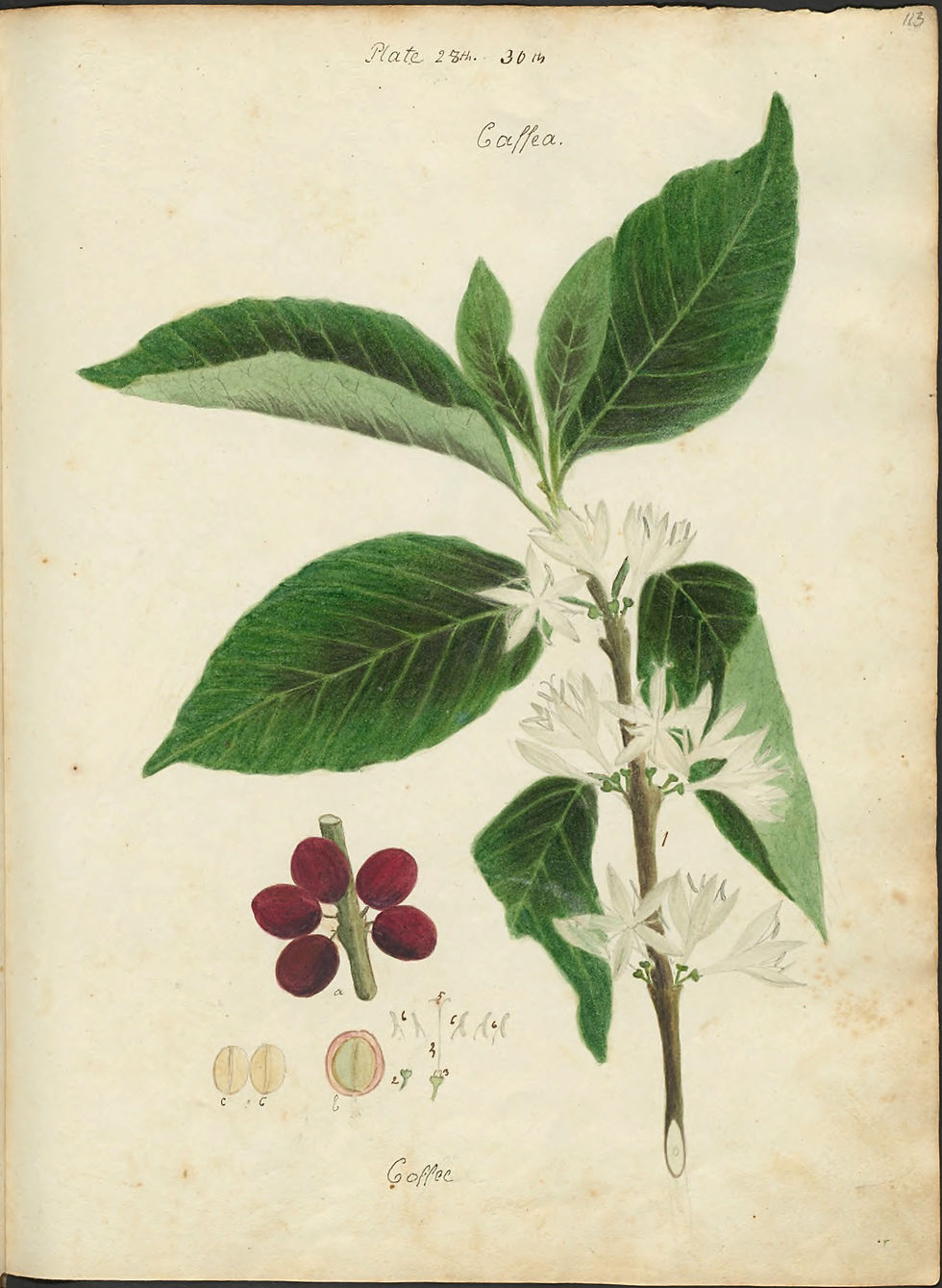 - Anne Kingsbury Wollstonecraft, "Café", c. 1826. "Specimens of the plants and fruits of the island of Cuba" v.1. Cornell University. Biblioteca digital HathiTrust.