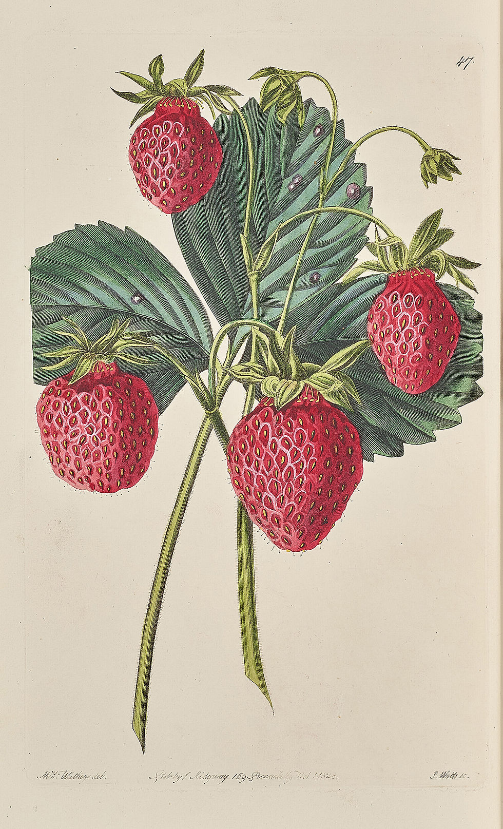 - Augusta Withers, ilustración para "The Pomological Magazine" c. 1830. Private Collection.