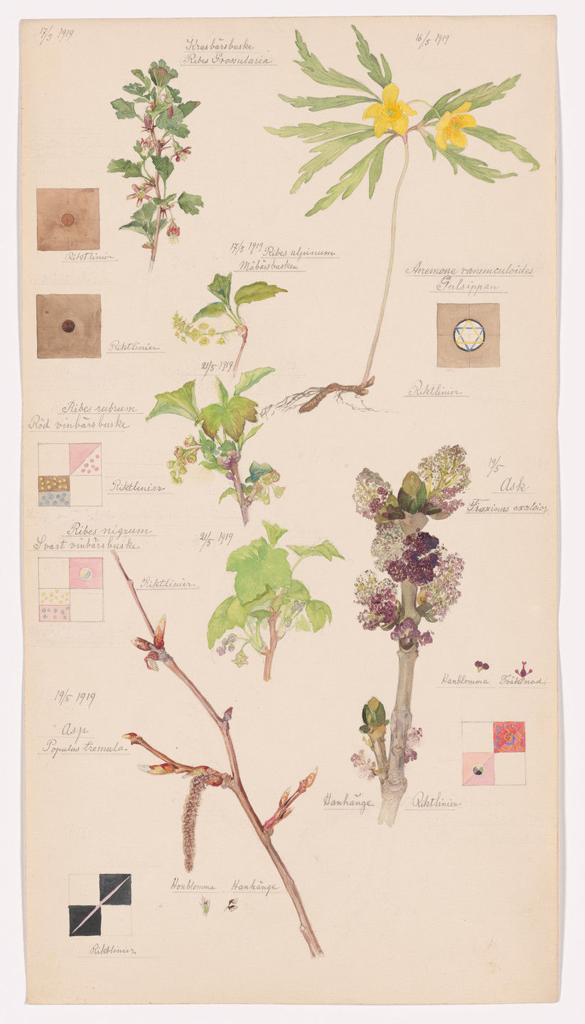 - Hilma af Klint, Sheet 5 from the portfolio "Nature Studies", May 1919. MOMA Museum, NY.