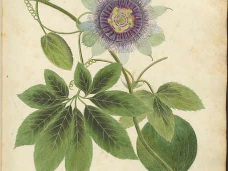 Anne Kingsbury Wollstonecraft (1781-1828)