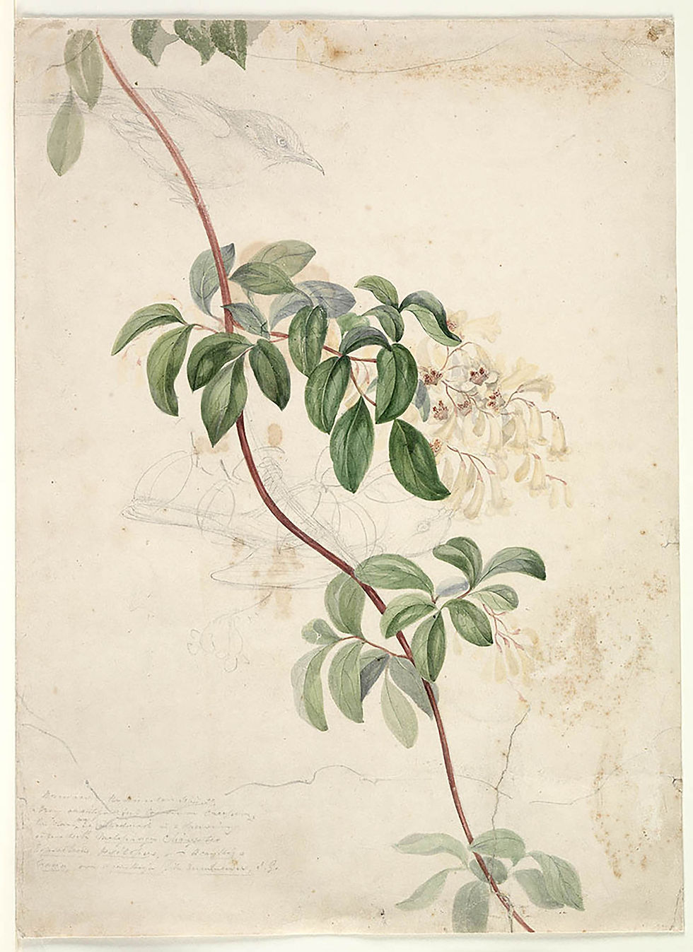- Mrs Elizabeth Gould collection of drawings of Australian plants, flowers and foliage, c. 1838. State Library of New South Wales, Sydney.