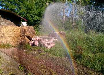 photo 14 douche collective pour nos cochons, par temps chaud! juillet 2018.jpg