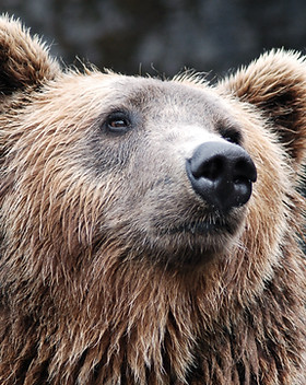 Bär