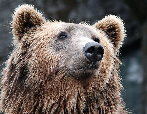 Bear