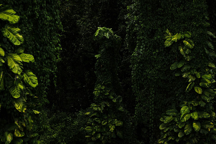 risto-stewart-wBm2WniX-cM-unsplash.jpg