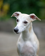 Poppy_whippet_ditchers_dudes_Ruhrgebiet_NRW_deutschland_zuechter_VDH_DWZRV.jpg