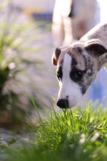 Whippet Welpe Züchter Ruhrgebiet NRW DWZRV