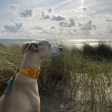 Urlaub mit Whippet Poppy auf Borkum