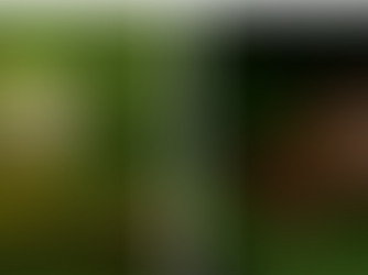 Two versions of a rain forest tree frog on with dominant traits and the other with recessive traits