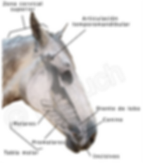 Ilustración esquemática de la situación de las diferentes piezas dentarias del caballo | dentista M Duch
