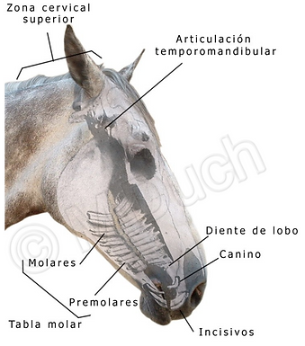 Ilustración esquemática de la situación de las diferentes piezas dentarias del caballo | dentista M Duch