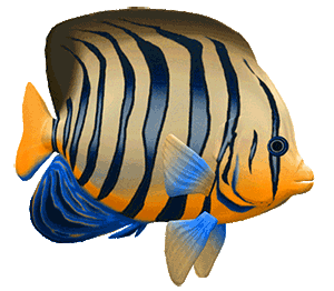 fishy 2.gif