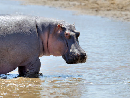 6. Flodhästen i vardagsrummet