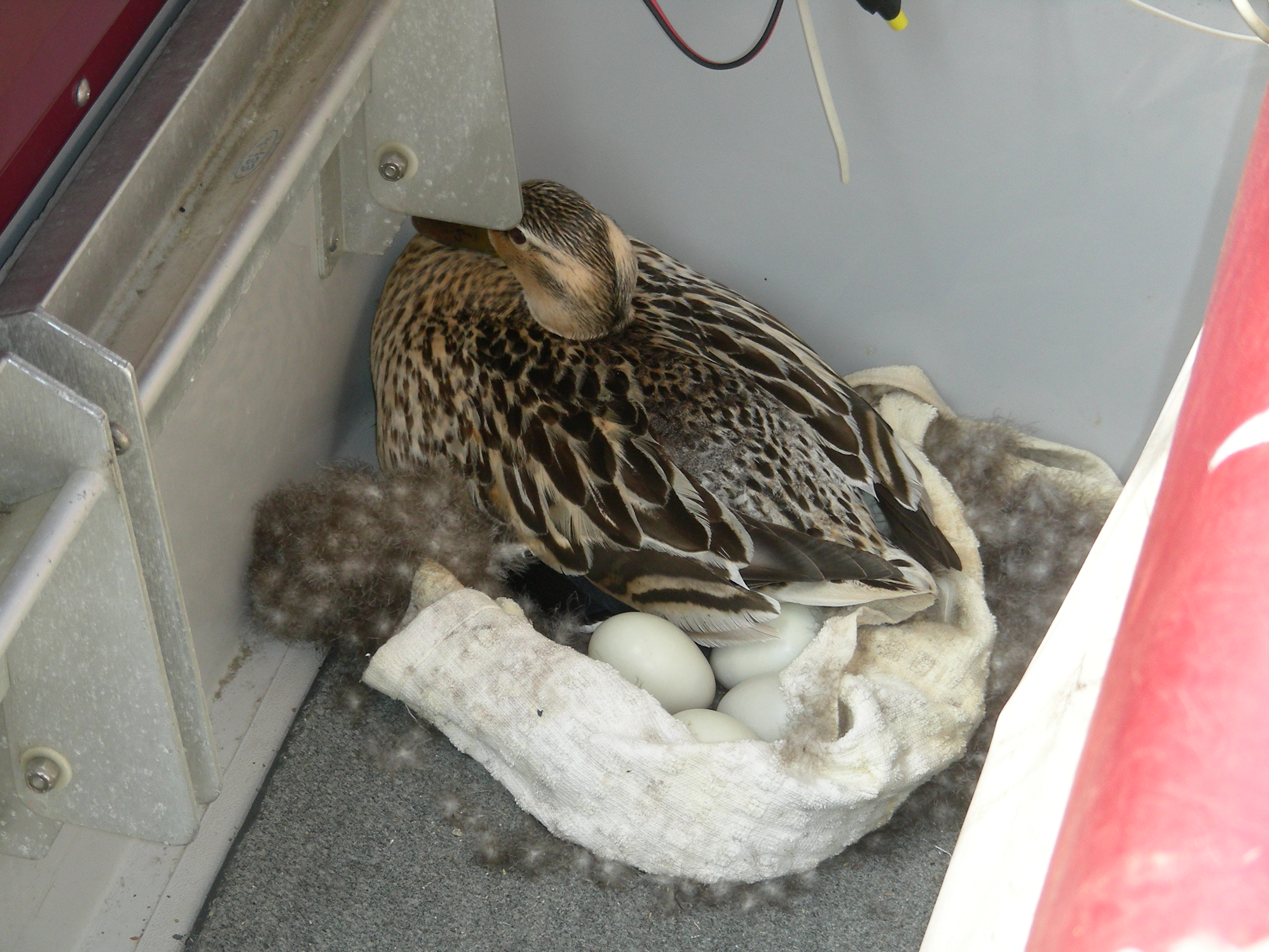 1-Duck in cockpit