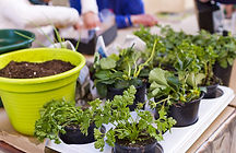Gardening
